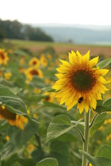 Fototapeta premium Sonnenblume