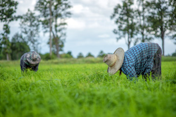 Transplant rice seedlings in rice field, Asian farmer is withdrawn seedling and kick soil flick of Before the grown in paddy field,Thailand, Farmer planting rice in the rainy season.