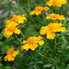 Yellow marigold flowers