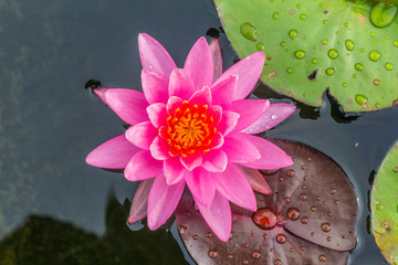 This beautiful waterlily or lotus flower is complimented by the rich colors of the deep blue water...