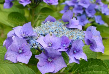 Hortensienblüte, Hintergrund
( Hydrangea )