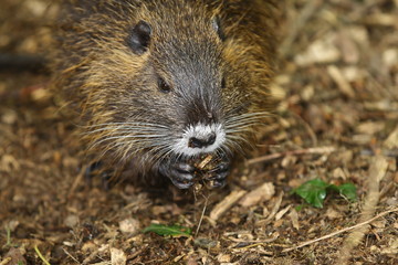 Junger Nutria, Myocastor coypus