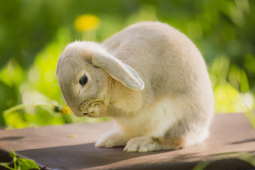 Bunny rabbit on the grass. Close up.