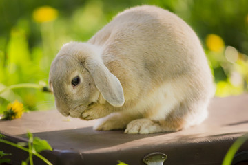 Bunny rabbit on the grass. Close up.
