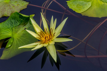 This beautiful waterlily or lotus flower is complimented by the rich colors of the deep blue water...