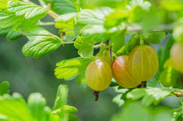 A bush of ripe yellow-green berries of gooseberry with a magnificent taste, grows in the garden in the summer.