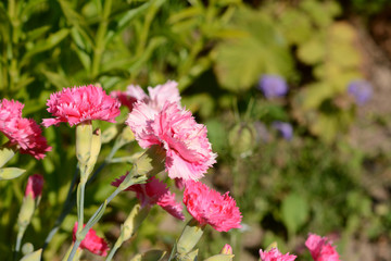 Mixed bright pink carnations