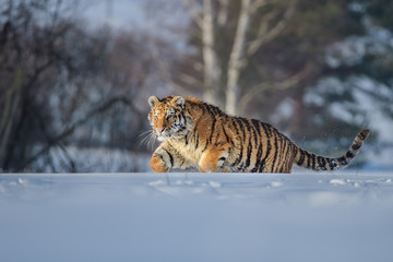 Siberian Tiger in the snow (Panthera tigris) 
