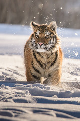 Siberian Tiger in the snow (Panthera tigris) 
