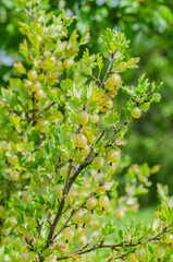 A bush of ripe yellow-green berries of gooseberry with a magnificent taste, grows in the garden in the summer.