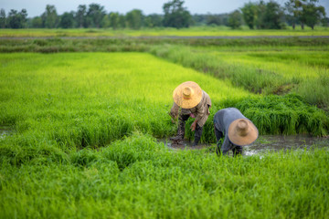 Transplant rice seedlings in rice field, Asian farmer is withdrawn seedling and kick soil flick of...