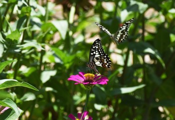 little butterfly find food on flower in morning