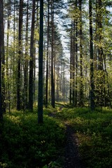 Fototapeta na wymiar Magic colors of Swedish forest