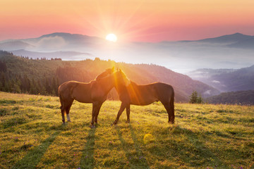 Fototapeta na wymiar horses in the foggy Carpathians
