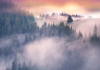 Printed kitchen splashbacks Forest in fog  the foggy Carpathians