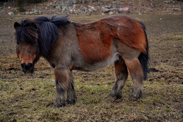 A horse about to lose its winter coat