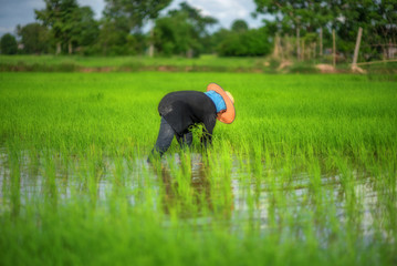 Transplant rice seedlings in rice field, Asian farmer is withdrawn seedling and kick soil flick of...