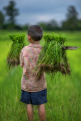 Transplant rice seedlings in rice field, Asian farmer is withdrawn seedling and kick soil flick of...