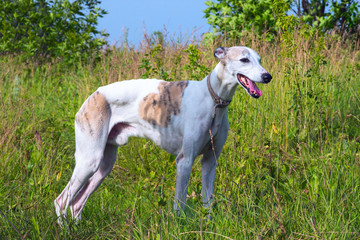 Fototapeta na wymiar English greyhound standing in the grass on a green meadow
