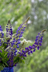 Flowers behind rainy window, lupines