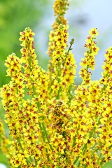 Bunch of yellow field herbs. Mullein flowers on german riverside.