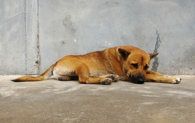 Hungry stray dog wait someone give food on dirty ground beside old wall for background