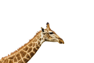 A giraffe's neck isolated on a white background