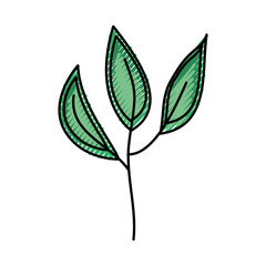 Fototapeta na wymiar leaf plant decorative icon vector illustration design