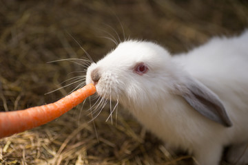 Funny little white rabbit with red eyes is eating a carrot.