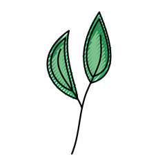 leaf plant decorative icon vector illustration design