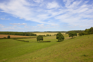 Obraz premium english landscape and oak trees