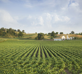 Midwestern Soybean field and farm hills