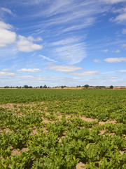 Fototapeta na wymiar sugar beet crop in summer
