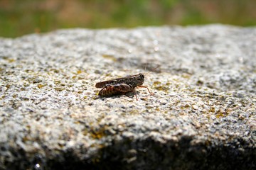Sauterelle sur un rocher