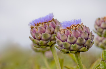 Artischockenblüten