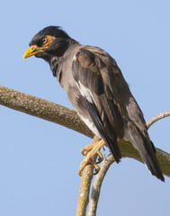 Exotic Common Myna Bird