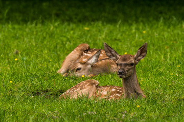 Red Deer in Bialowieza Forest 