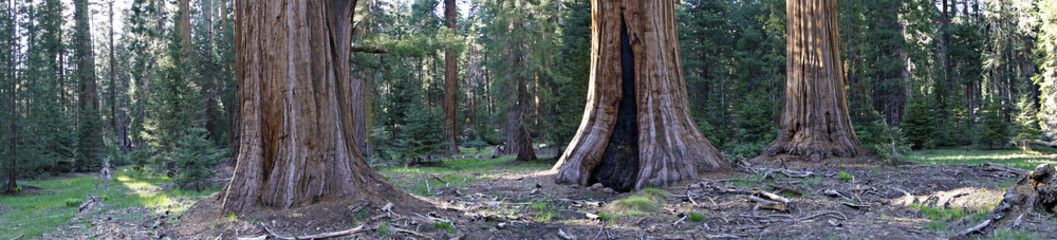 Three Sequoias