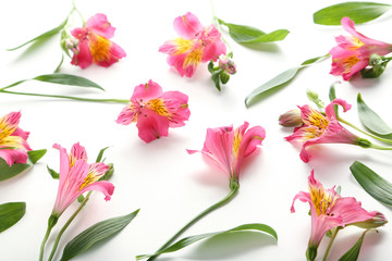 Pink alstroemeria flowers isolated on a white