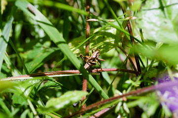 Heuschrecke an einer Pflanze