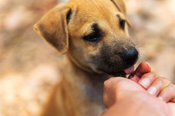 Puppies living in the temple.In Thailand.