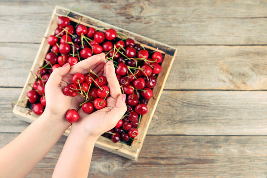 Female hands holding sweet cherries on grey wooden table