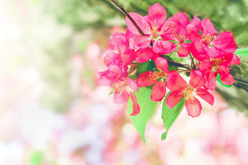 Fototapeta na wymiar Beautiful red apple flowers