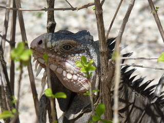 iguane petite terre