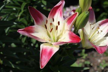 pink and white lily blossom