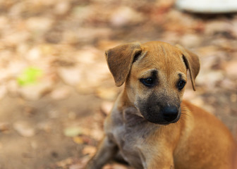 Obraz premium Puppies living in the temple.In Thailand.
