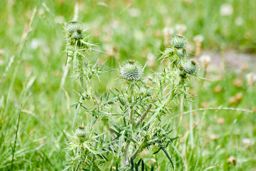 Frühling im Garten