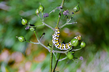 Fressende Raupe auf einer Pflanze