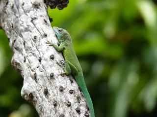 lezard guadeloupe