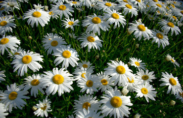 Fototapeta premium Wild Daisies